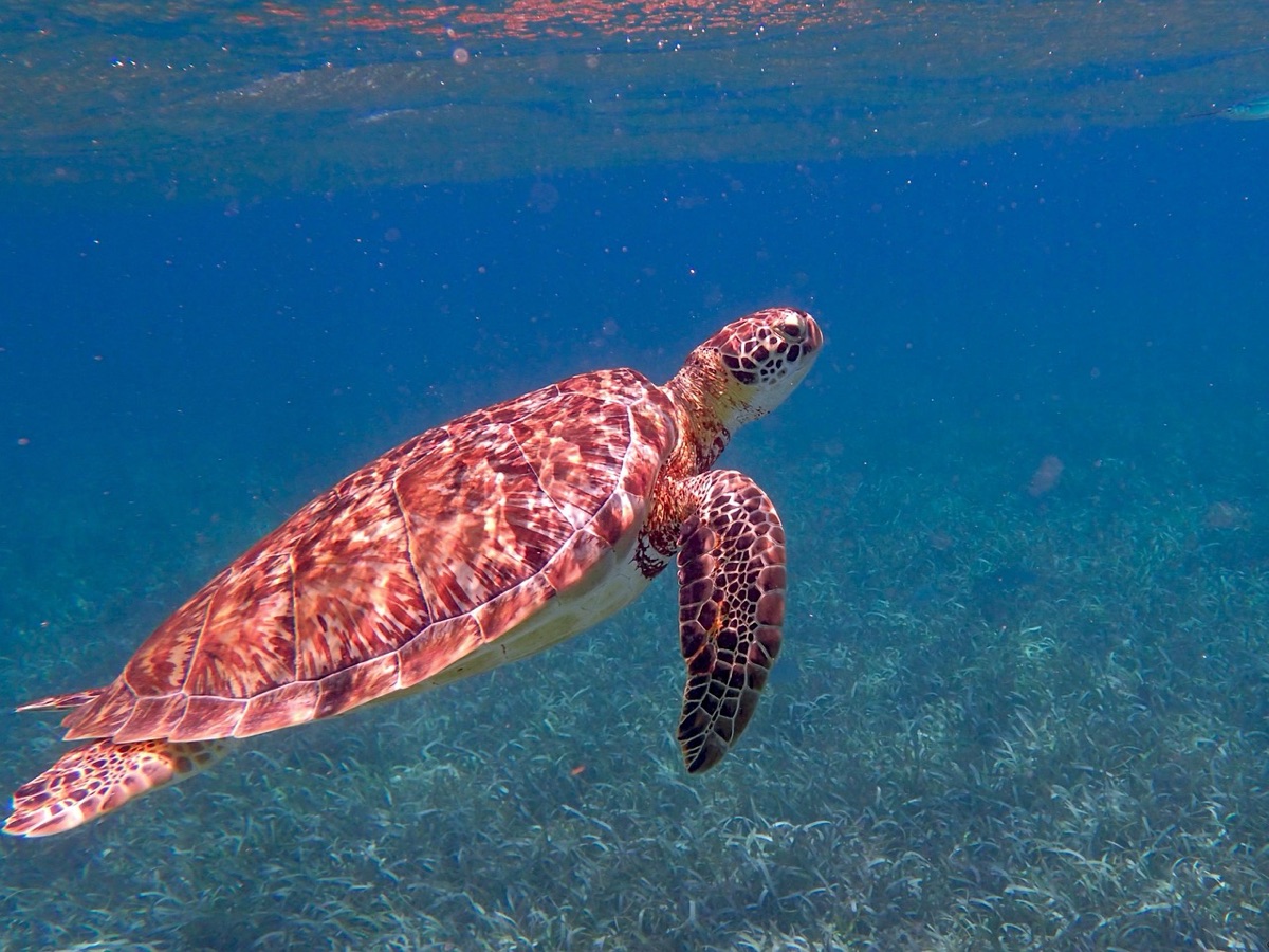 Schnorcheln und Meeresschildkröten am Strand von Maui