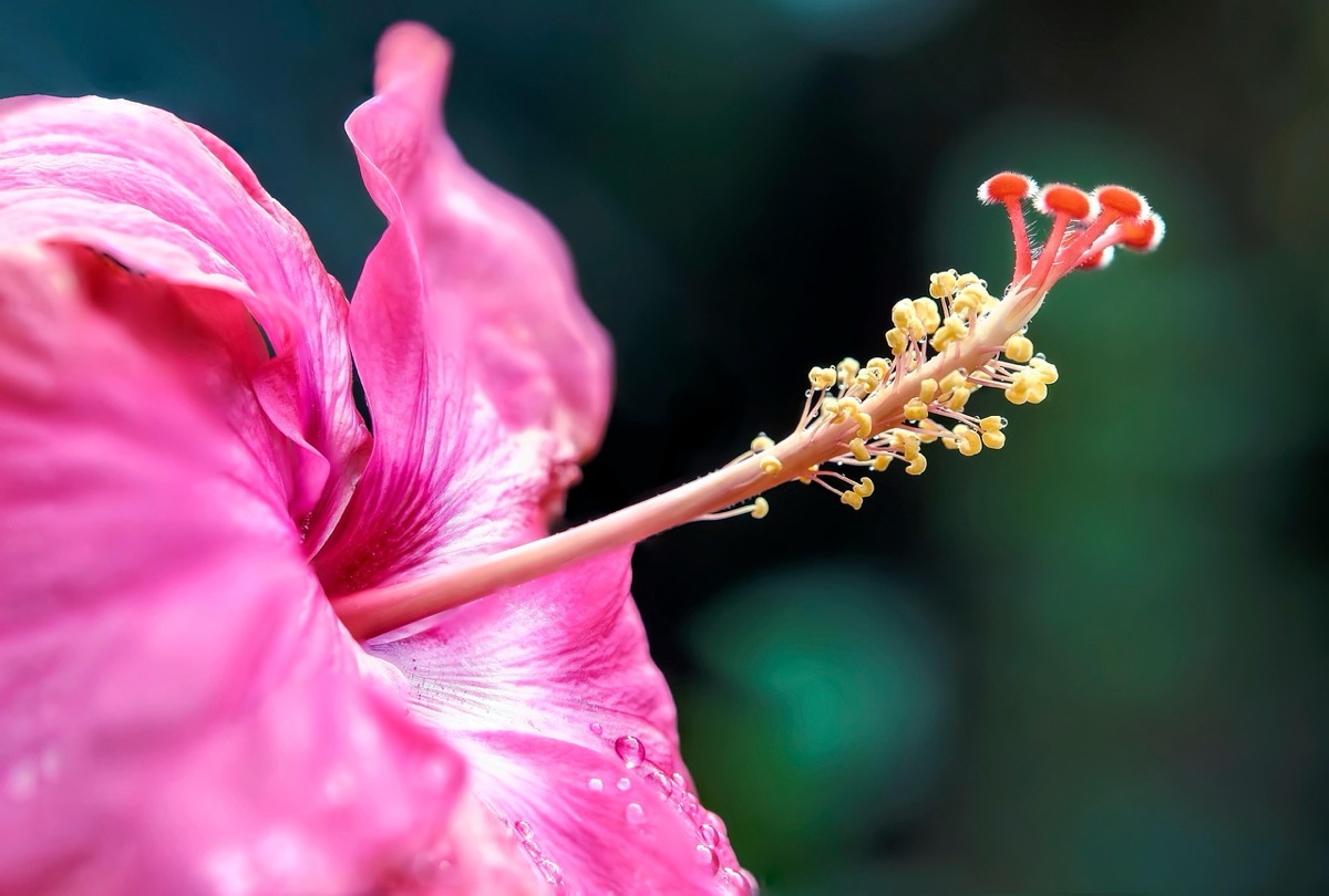 Nahaufnahme einer tropischen Hibiskusblüte am Sandstrand