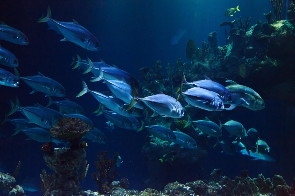 Snorkel en un arrecife de coral con peces tropicales