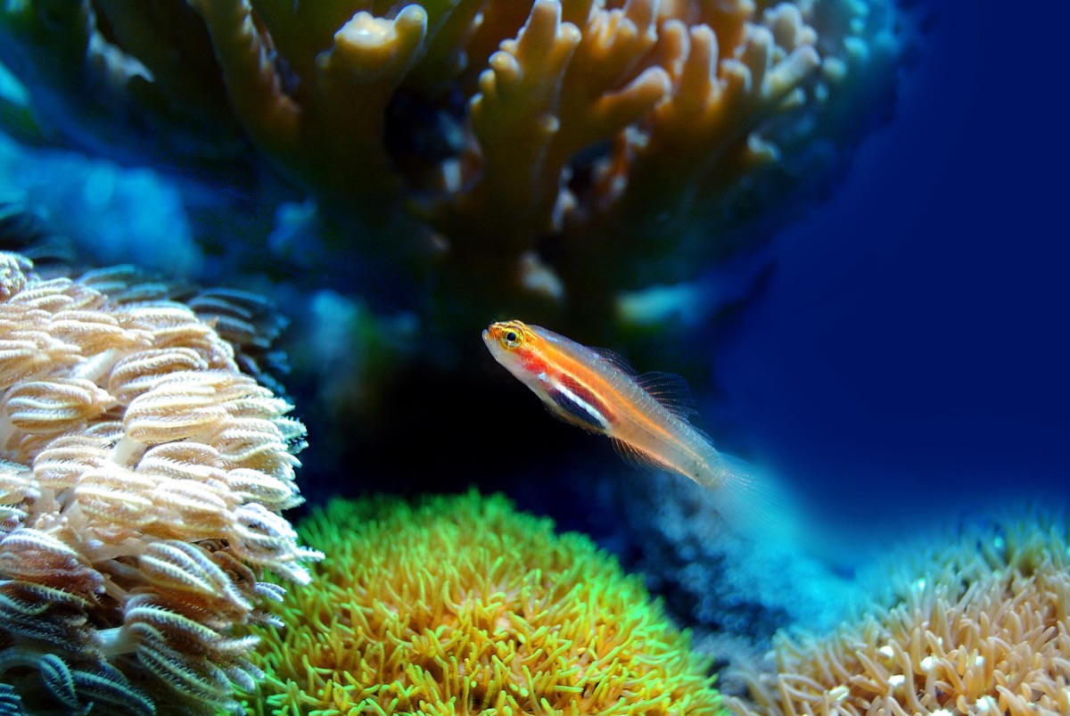 Plongée avec masque et tuba parmi les poissons tropicaux et le corail