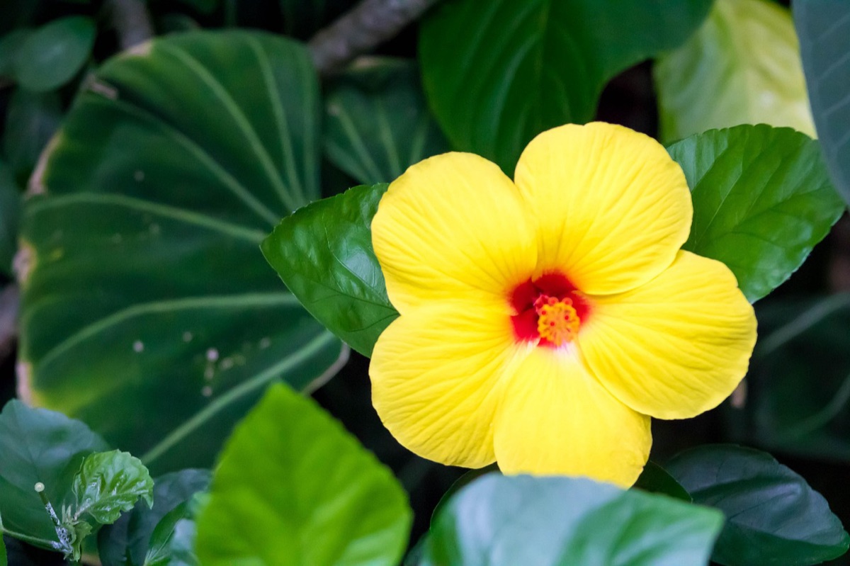 jardim tropical no havaí