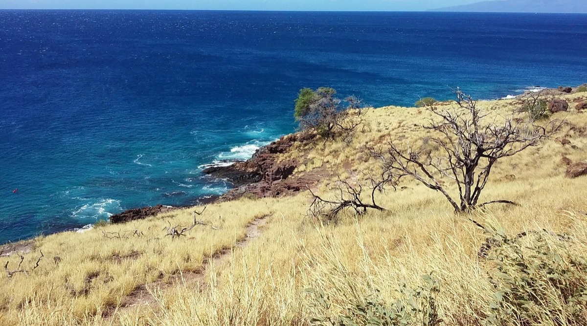 Maui beach activities with surfers and snorkelers