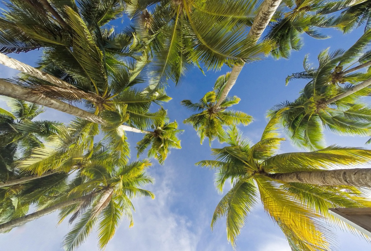 Halekulani hotel lobby met tropisch inrichting