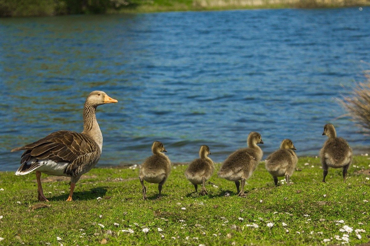 Famille à un resort hawaïen