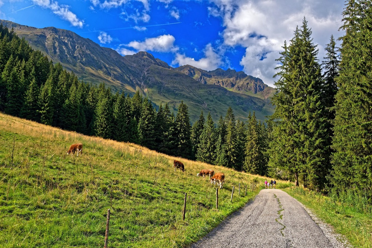 一家人在夏威夷山間步道上 hiking，背景為翠綠山巒，無人為的自然景觀