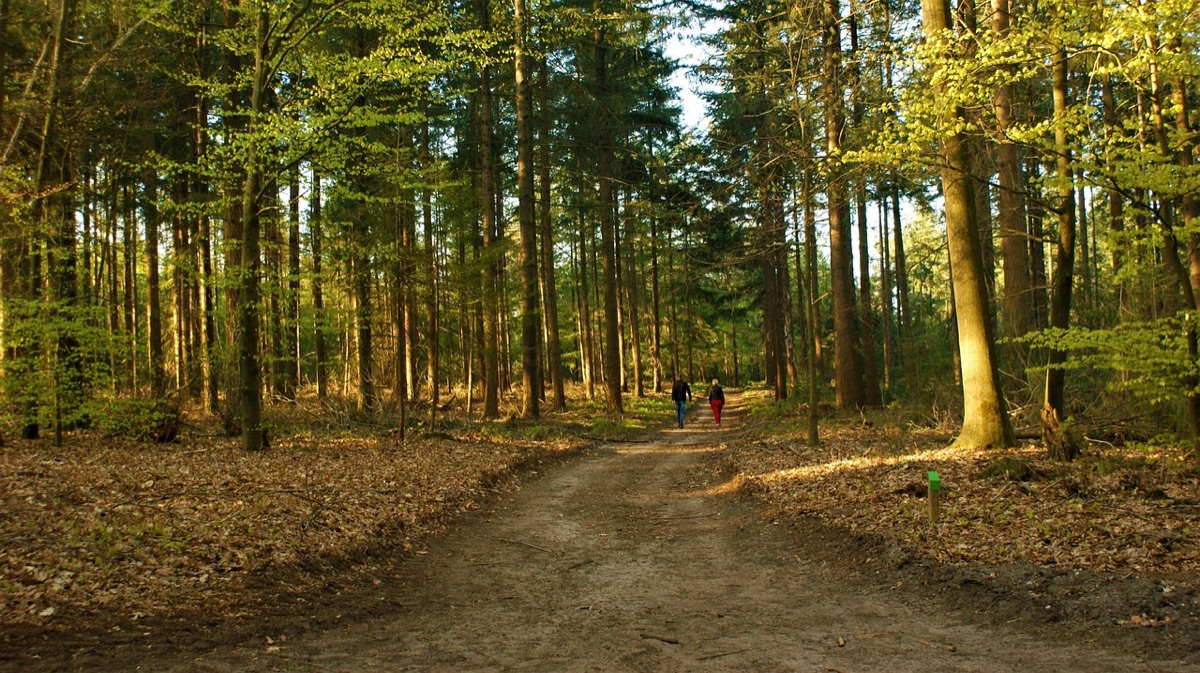 família caminhando em parque havaiano