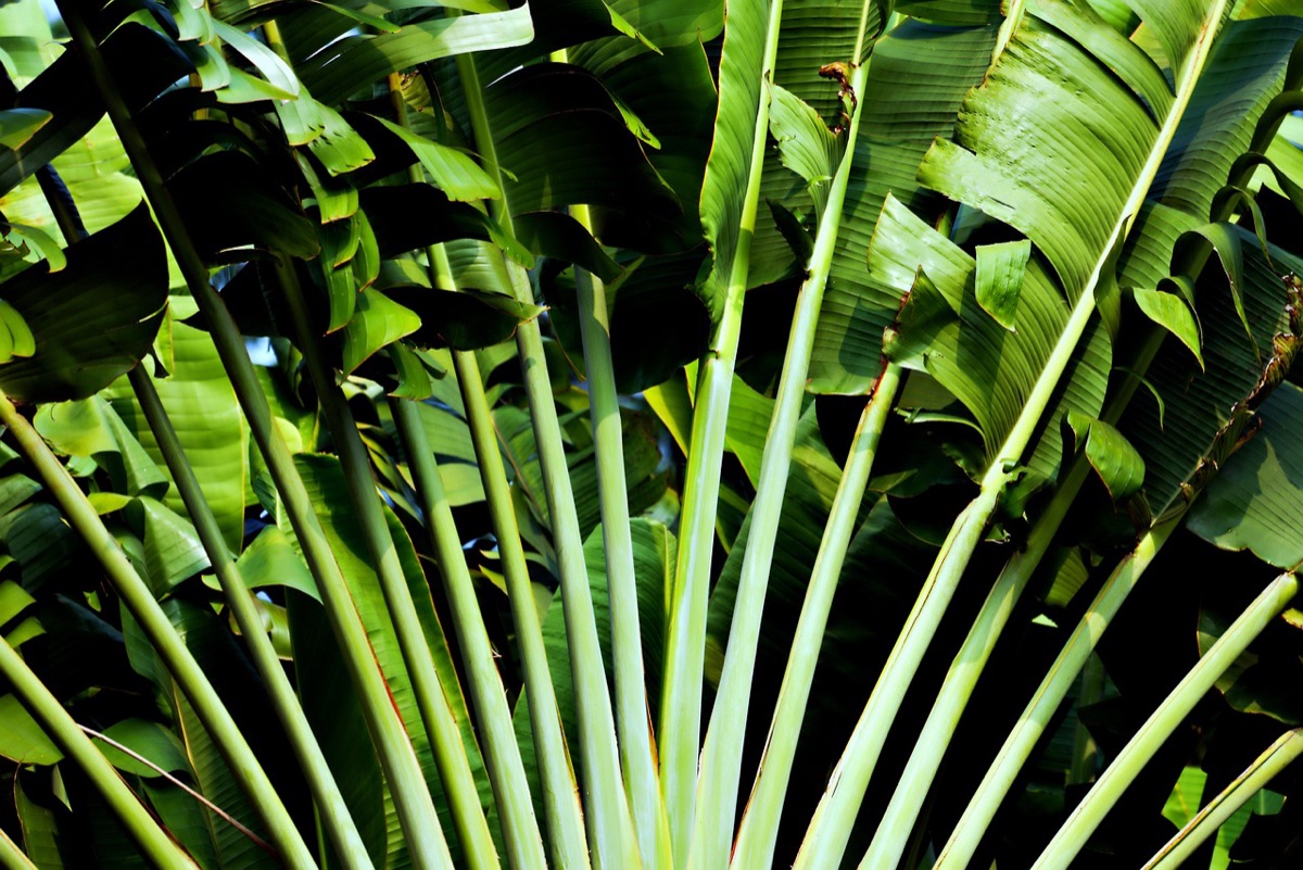 hotel e giardino tropicale