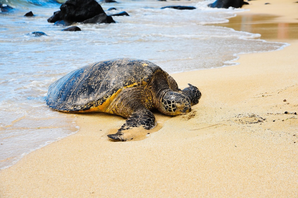 Hawaii Insel Strand