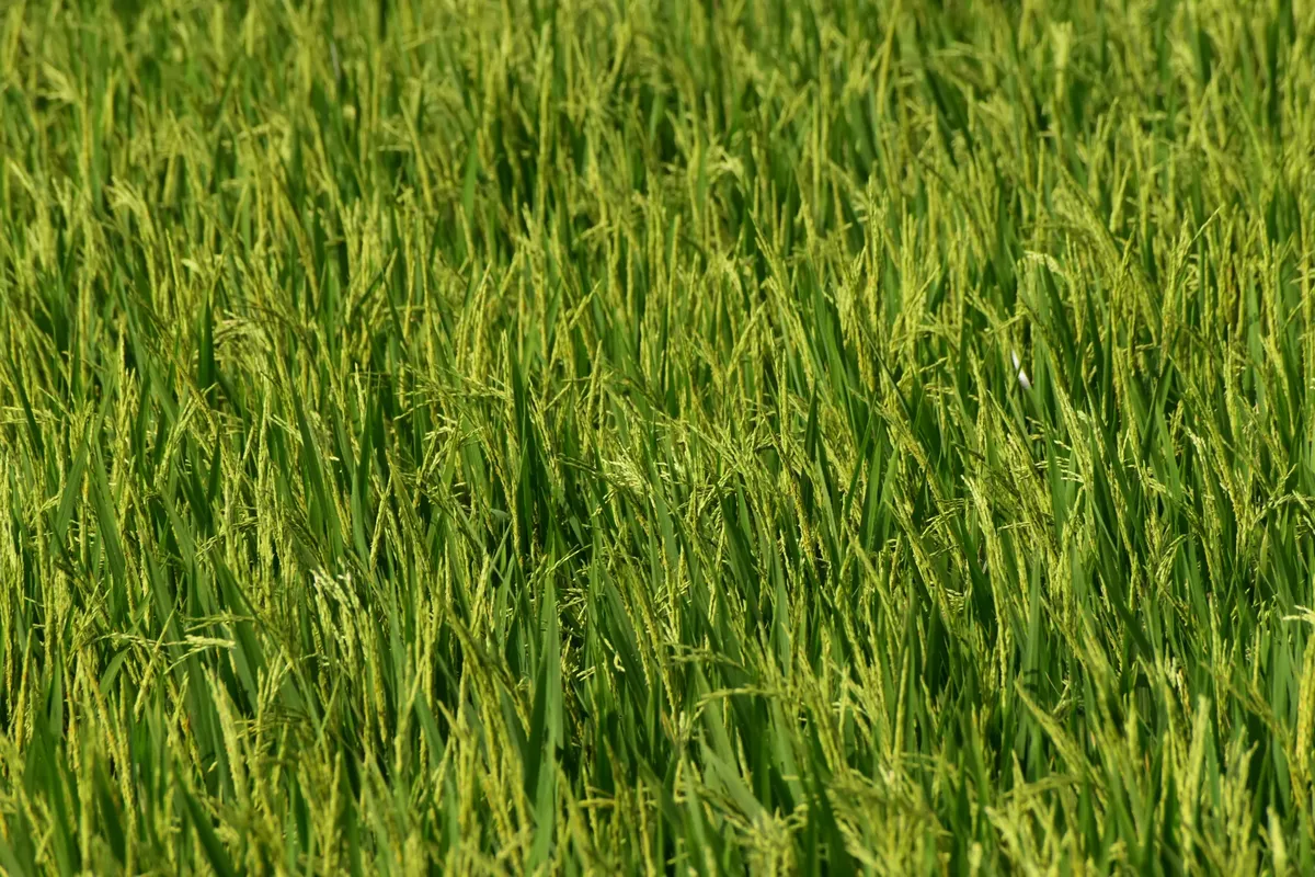 Vibrant green rice field during the growing season, showcasing lush crops.