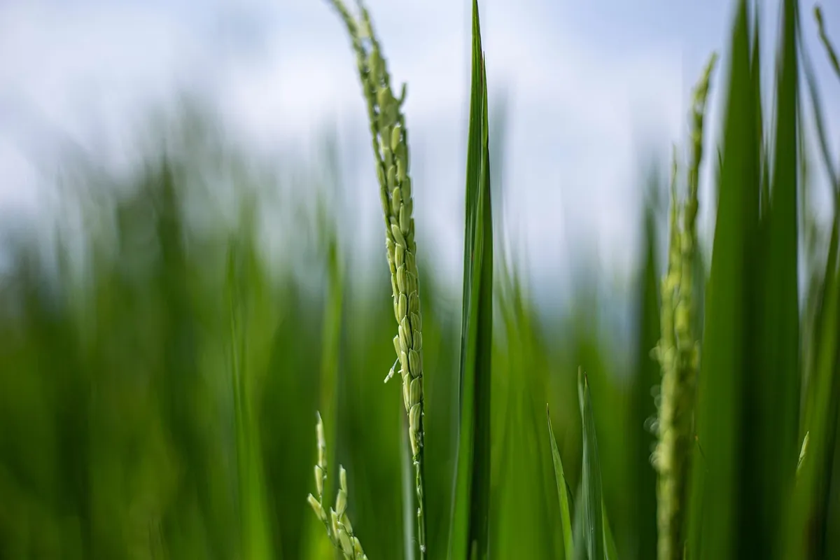 rice, grain, plant, food, harvest, agriculture, farming, cultivation, organic, plantation, landscape, nature, burundi, bujumbura, africa